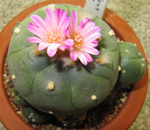 L.W. var. jourdaniana in flower